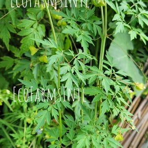 Balloon Vine/ Love in a Puff/ Mudakathan Keerai/ Buddakakara - Organic seeds, Non GMO