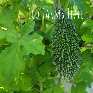 Bitter Gourd/ Karela/ Kakarakaya/ Pavakkai/ Bitter Melon - Organic seeds, Non GMO