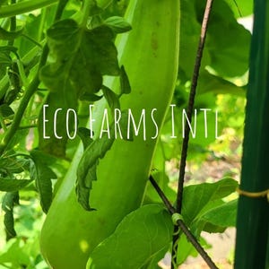 May include: A close-up of a green bottle gourd growing on a vine, surrounded by lush green leaves. The text "ECO FARMS INTL" is visible. The gourd is long and cylindrical, with a smooth surface.