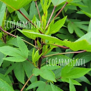 May include: Close-up of green plant leaves with the text "ECOFARMSINTL" in white. The leaves are a vibrant green with red stems. The image is of a plant with multiple leaves.