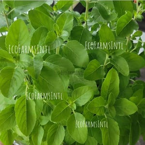 Holy Basil/ Tulsi/ Tulasi /Ocimum sanctum - Organic seeds, Non GMO