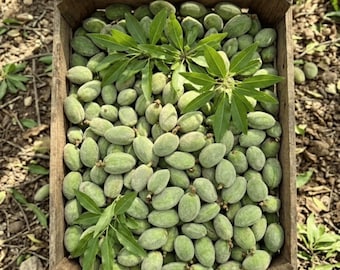 Amandes vertes fraîches 1 KG | Amande crue fraîche | Amande non mûre | Fruits végétaliens | Goût de saison | Mandorle Verdi
