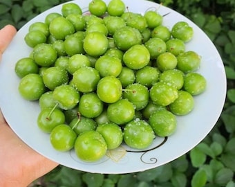 Prune verte fraîche | Fruits de la reine reine biologique | Saisonnier Janerik Ganerik 2,2 livres