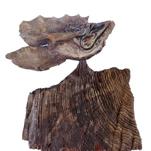 King Fish Original Rick Cain Wooden Sculpture 2021 image 1