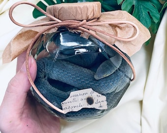 Azurblaues Schlangenheiligtum – Vintage-Reliquiar in Lederbindung mit antikem Etikett / Gotische Nasspräparatkunst / Biologische Kuriosität in Museumsqualität