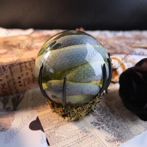 Real Green Smooth Snake, Encased In A Round Glass Jar, Clean and Complete, Curiosity Display Decor,Unique birthday gift