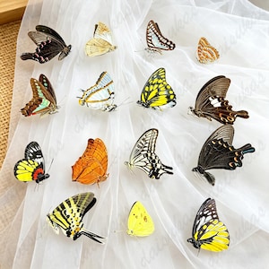 May include: A selection of decorative butterflies with detailed wing designs. The butterflies display a range of colours, including black, yellow, orange, and white. They are presented against a white, translucent fabric backdrop.