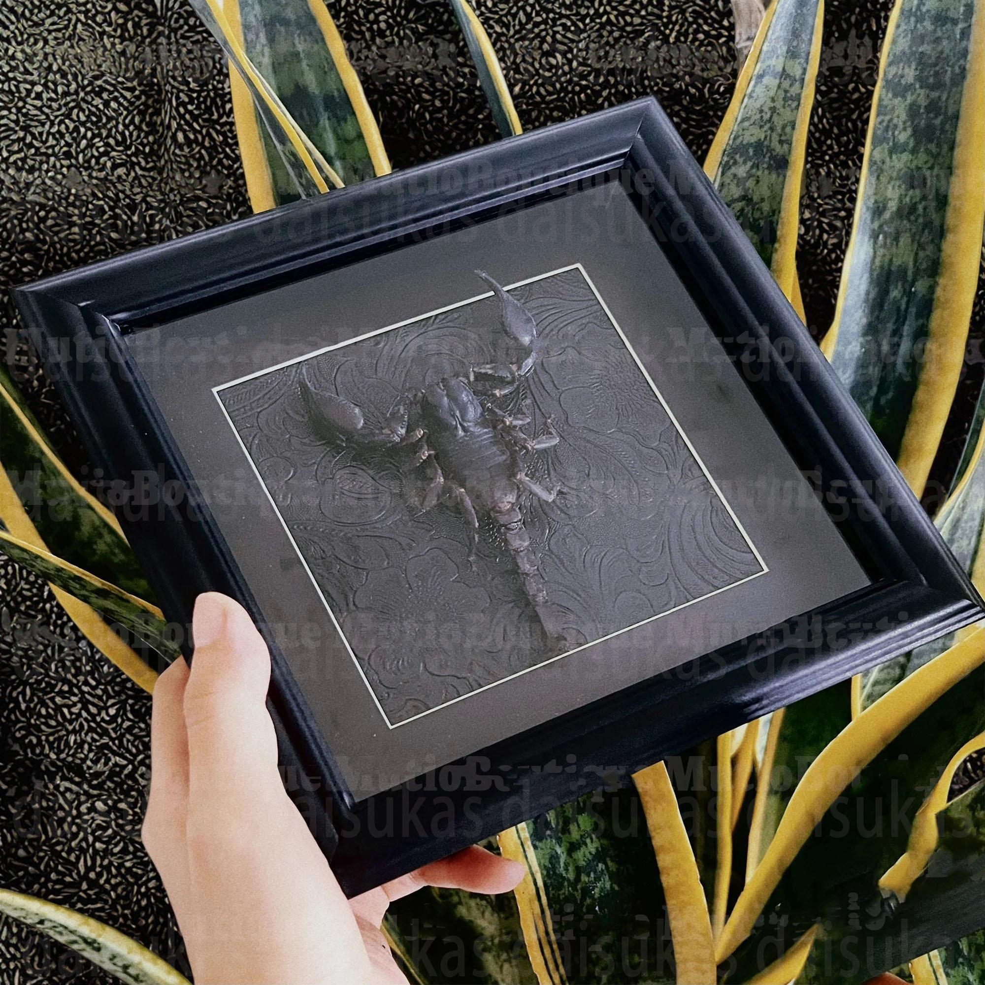 Scorpion taxidermy - Etsy 日本