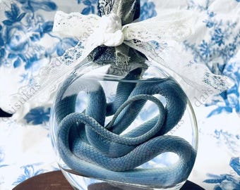Real Angel Blue Snake Wet Specimen in Glass – Unique Preserved Reptile | Gothic Decor, Christmas Gift