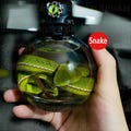 Real Cute Green Snake Wet Specimen in Jar Taxidermy Art Oddity Curiosities Decor Gift Novelty Goth Reptile Creepy Horror Witchy Oddity, Gift