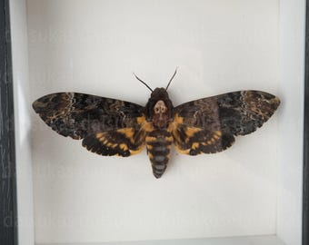 Escultura de polilla calavera disecada enmarcada, marco negro, cráneo de mariposa disecado, rareza de insecto disecado, arte de pared, decoración navideña, regalo