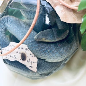 以下が含まれることがあります： 透明なガラス瓶の中に巻き付いた青灰色のヘビ。ヘビの鱗が見え、手書きのテキストが書かれた小さな紙が瓶に付いています。茶色のコードと乾燥した葉も確認できます。