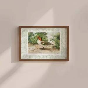 Green duck art, vintage animal print, whimsical vintage aesthetic, coquette nursery decor, Boys room duck decor, kids room art print