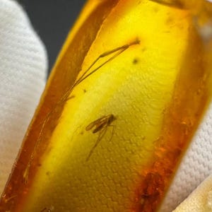 Baltic Amber with Gnat Inclusion: Rare Insect Fossil, Golden Yellow