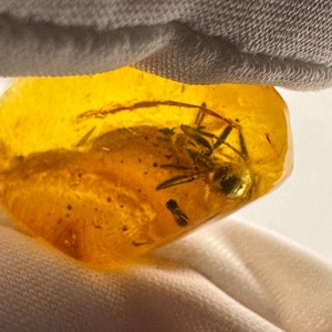 Natural Baltic Amber with unknown spider Inclusion Amber Fossil, gift for entomologists Amber with insect fossilized  for jewelry making