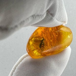 Cabochon unico in ambra baltica con inclusione di insetti fossilizzati Ambra con mosca per la creazione di gioielli, anelli Ciondolo in ambra con mosca all'interno