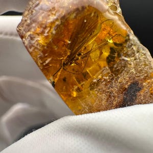 蚊のインクルージョンを含む天然バルト海琥珀、樹脂入りの生琥珀標本昆虫、コレクターや昆虫学者へのユニークなギフト、化石琥珀