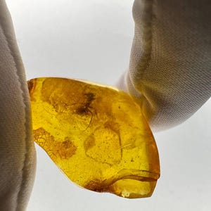 Natural Baltic Amber with Ant Inclusion Amber Fossil, Collectible Specimen Baltic Amber Inclusion with insect fossilized  for jewelry making