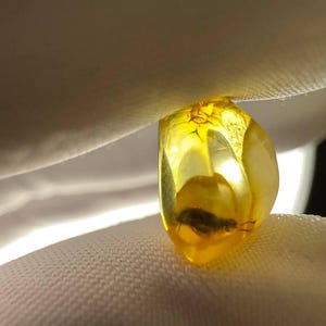 Natural Baltic Amber with Unknown Insect Amber Fossil Specimen Baltic Amber Inclusion with insect fossilized for jewelry, paleontology gift