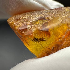 Ambre naturel de la Baltique avec inclusion de moucherons, véritable fossile d'ambre, pièce de collection unique, fossile d'ambre, cadeau rare C pour entomologiste amoureux de la nature