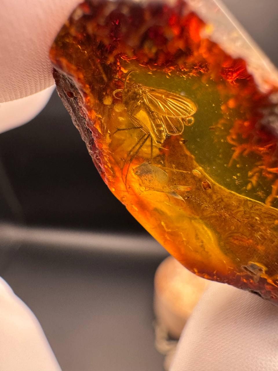 Unique Baltic Amber gemstone Inclusion with Mosquito fossilized  Amber with insect for jewelry making rings gift for entomologist, collector