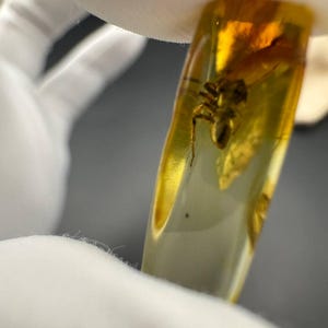 Ambra baltica naturale con inclusione di ragno, raro esemplare di insetto fossile in resina, regalo unico per collezionisti entomologo, ambra fossile