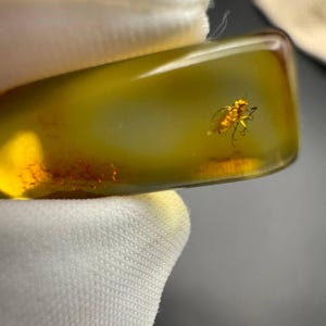 Ambre naturel de la Baltique avec inclusion de moucherons, véritable fossile d'ambre, pièce de collection unique, fossile d'ambre, cadeau rare C pour entomologiste amoureux de la nature