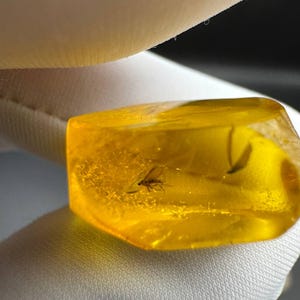 Genuine Baltic Amber with Ancient Insect Inclusion, Real Amber Gemstone with Mosquito Inside Natural Fossilized Resin Gift Specimen in Resin