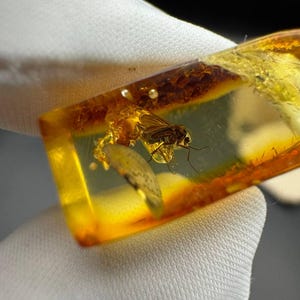 Ambra baltica naturale con inclusione di moscerino, raro esemplare di insetto fossile in resina, regalo unico per collezionisti ed entomologo. Ambra fossile