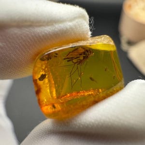 長い脚を持つ昆虫が内包された天然バルト海産琥珀。昆虫が入った化石琥珀。ジュエリー作りの指輪や昆虫学者コレクターへの贈り物に最適。
