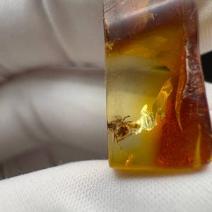 Natural Baltic Amber with Ant Inclusion Insect in Fossil Collectible Specimen Baltic Amber Inclusion Rare Stone Prehistoric for entomologist