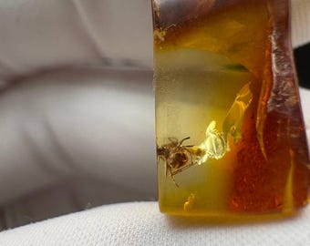 数百万年の間閉じ込められていた4匹の希少なアリが入った琥珀 | バルト 