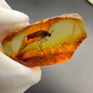 Unica pietra preziosa di ambra baltica con inclusione di zanzara fossilizzata, ambra con insetto per la creazione di gioielli, anelli regalo per entomologo, collezionista