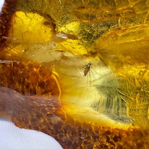 Natural Baltic Amber with Mosquito Inside Fossil Insect in Resin Unique Stone for Collection or Gift entomologist  fossil Specimen in Resin