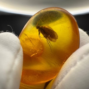 Pode incluir: Um pedaço de âmbar com um inseto preservado. O âmbar é de cor amarelo-dourado translúcido, e o inseto é uma pequena criatura marrom semelhante a uma mosca. O âmbar é segurado por uma pessoa usando luvas brancas.