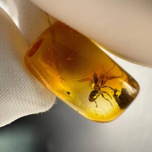 アリの内包物を含む天然バルト海琥珀。本物の琥珀の化石。希少なコレクター向け作品。昆虫学者コレクターへの贈り物。昆虫の化石琥珀。