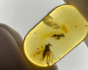 May include: A close-up of a piece of amber with two fossilized insects trapped inside. The amber is a light yellow color and the insects are dark brown.