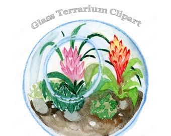 Watercolor Terrarium Clipart,  Air Plant  Succulent ClipartPNG