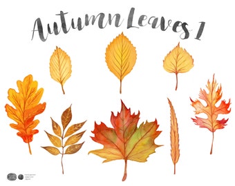 Autumn Leaves 1, Autumn Clip Art, Fall clipart, Watercolor Clipart, Stock Image, Collage Sheet