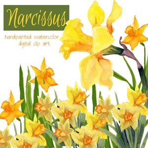 May include: Watercolor painting of yellow daffodils with green leaves. The painting is titled "Narcissus" and includes the text "handpainted watercolor digital clip art".