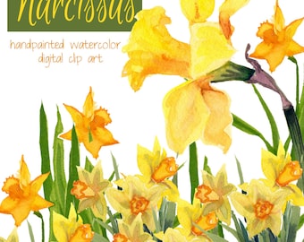 Narcissus Watercolor Flowers: Yellow Watercolor Floral Clipart