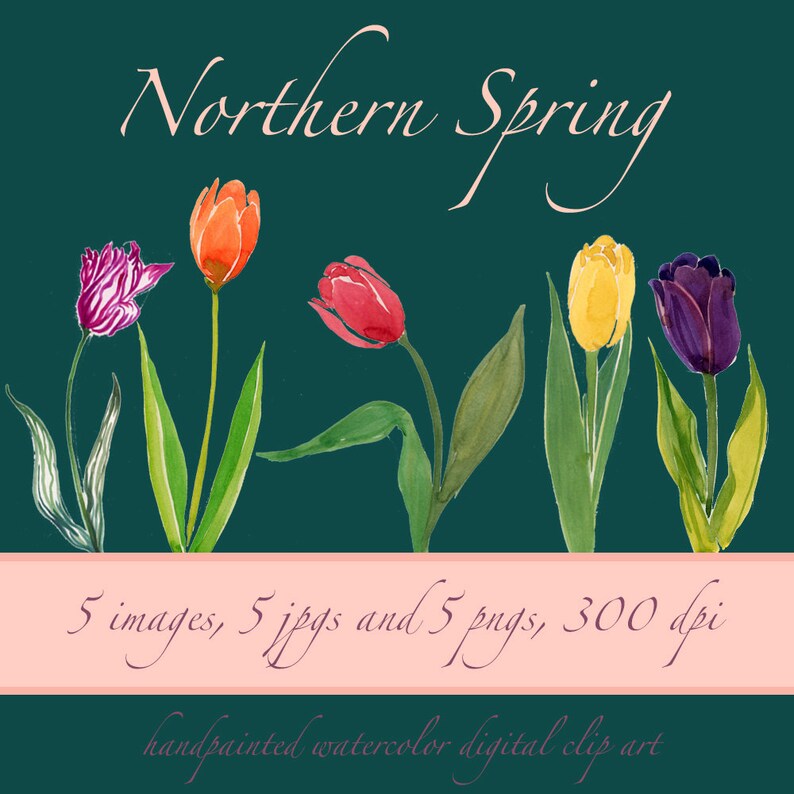 Watercolor Tulip Clipart, Spring Flower Bouquet (digital Download) - Etsy