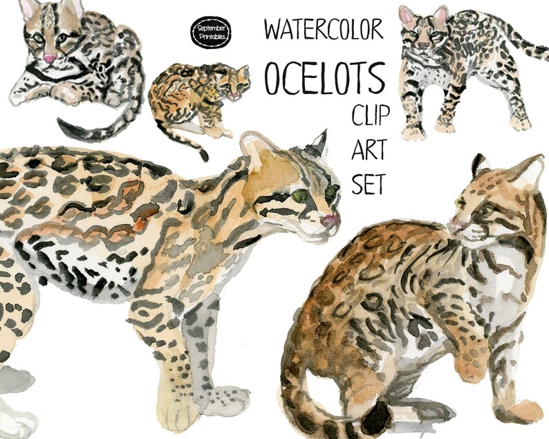 Fauna Clipart Animal clipart Animal Art Wild Animals Watercolor Ocelots Feline Clip Art