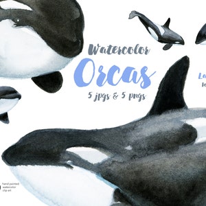 Watercolor Orca Whale PNGs and JPGs | Watercolor Orca Art Printables | Instant Orca Download Clipart