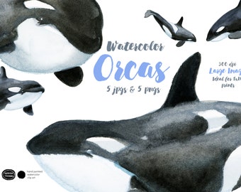 Watercolor Orca Whale PNGs and JPGs | Watercolor Orca Art Printables | Instant Orca Download Clipart