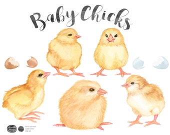 Watercolor Easter Chicks Clipart, Baby Chicks PNGs