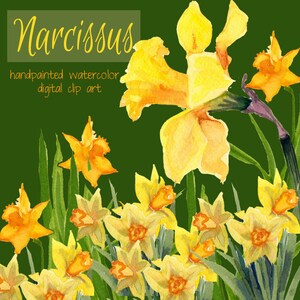 May include: Watercolor painting of yellow daffodils with green leaves and stems. The flowers are arranged in a cluster, with some facing the viewer and others facing away. The painting is titled "Narcissus" and includes the text "handpainted watercolor digital clip art".