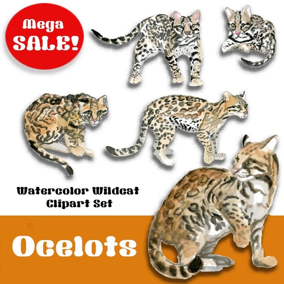 Watercolor Wildcats PNG and JPG Clipart Leopard PNG Ocelot Art