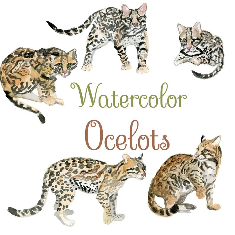 Fauna Clipart Animal clipart Animal Art Wild Animals Watercolor Ocelots Feline Clip Art
