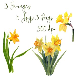 May include: Three watercolor illustrations of yellow daffodils with green stems and leaves. The daffodils are in various stages of bloom, with some fully open and others still closed. The illustrations are set against a white background.